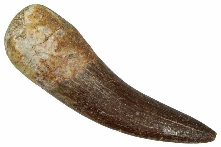 Fossil Plesiosaur (Zarafasaura) Tooth - Morocco #354695